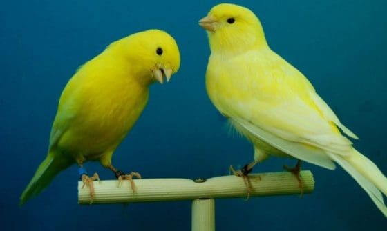 구겐하임 CIO “비트코인은 카나리아, 주식 15% 이상 떨어질것”