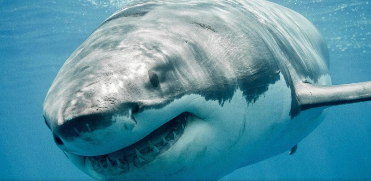 암호화폐 ‘청산’ 노리는 샤크 트레이더, “우리는 프로토콜을 보호한다” 암호화폐 ‘청산’ 노리는 샤크 트레이더, “우리는 프로토콜을 보호한다”