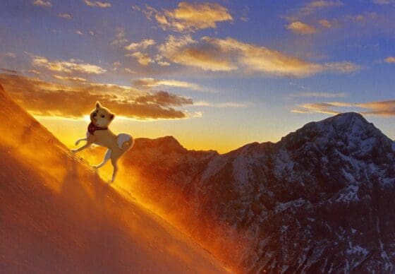 네이로(Neiro), 중국 정저우 유기동물 보호소에 4200달러 상당 기부…‘Do Only Good Everyday’  실천