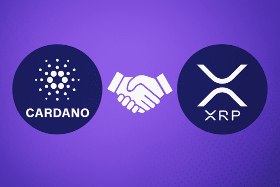 카르다노 호스킨슨, XRP 협력 시사⋯ “역대급 성공적 에어드롭”