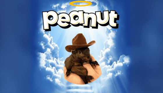 솔라나 기반 밈코인 ‘피넛’, 코인베이스 상장 로드맵 추가로 급등